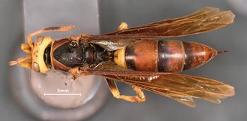 Media type: image;   Entomology 33135 Aspect: habitus dorsal view
